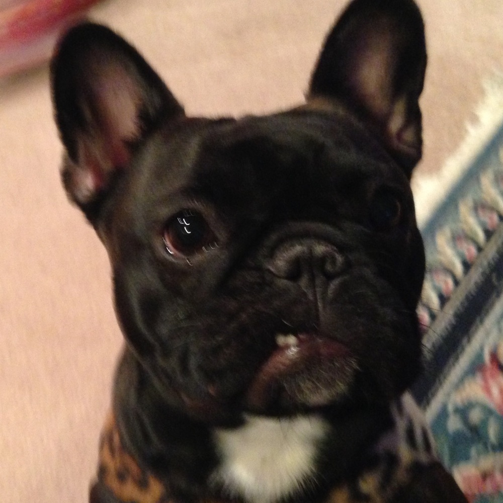 Meet your Posher, Diana